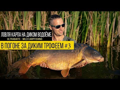 Видео: Ловля карпа на диком водоёме. Карпфишинг в завоз. В погоне за диким трофеем #3.