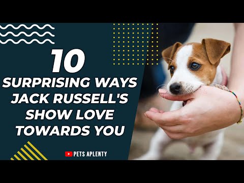 Видео: 10 УДИВИТЕЛЬНЫХ СПОСОБОВ, КАК ДЖЕК-РАССЕЛ ПРОЯВЛЯЕТ ЛЮБОВЬ К ВАМ