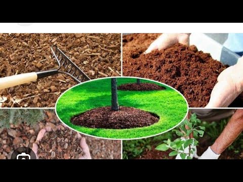 Видео: Бақша топырағын сидератпен тыңайту Жерді құнарландыру