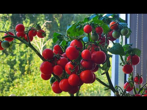 Видео: Томаты для выращивания на балконе и подоконнике. Урожай 2022 года.