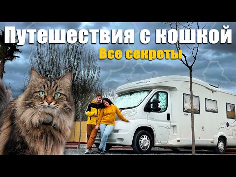 Видео: ТРУДНОСТИ ЖИЗНИ В АВТОДОМЕ. С кошкой - еще сложнее?!