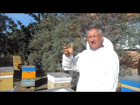 Видео: Болезни пчёл ,и как с ними бороться ?
