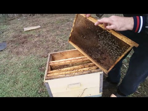 Видео: Бугун ари оиласини бўлдик.