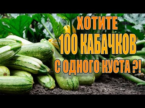 Видео: 100 КАБАЧКОВ С ОДНОГО КУСТА ЕСЛИ СДЕЛАТЬ ЭТО!!!