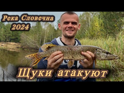 Видео: Зверские Атаки Щуки! Невероятно Красивые, Дикие Места! Река  Словечна 2024