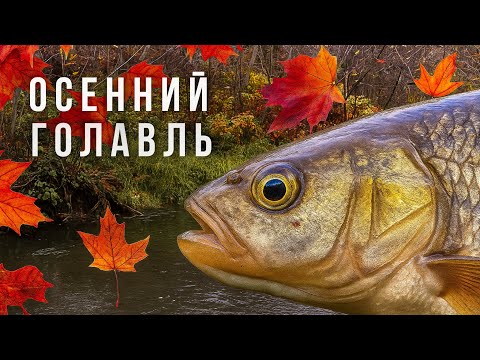 Видео: ОН ЕЩЕ КЛЮЕТ❓ / РЫБАЛКА на ГОЛАВЛЯ ОСЕНЬЮ 🍁