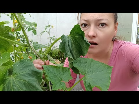 Видео: ОПАСНЫЙ ГРИБ С ОГУРЦАМИ В МЕШКЕ | СПАСАЮ УРОЖАЙ В ТЕПЛИЦЕ | ФУЗАРИОЗНОЕ УВЯДАНИЕ