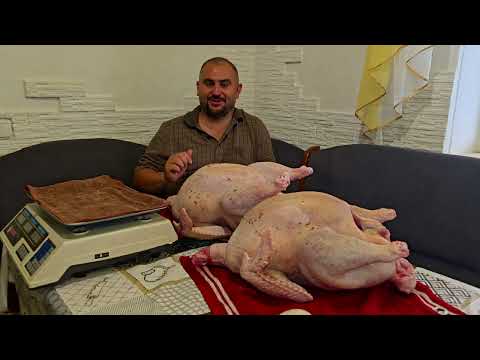 Видео: Как я забиваю индюков? Сложно или нет?