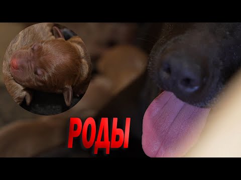 Видео: 18 + Не простые роды питбуля Багиры...