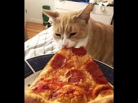 Видео: 😺 Я - Кот, мне всё можно! 🐈 Видео смешных котов, котят и собак! 😻