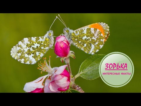 Видео: ЗОРЬКА🦋/Богиня зари🦋🦋🦋