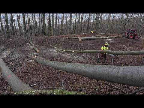 Видео: Начинаем заготавливать дрова в новом лесу у дороги, Stihl ms 261C-M, Amles, Zetor, Работа в лесу
