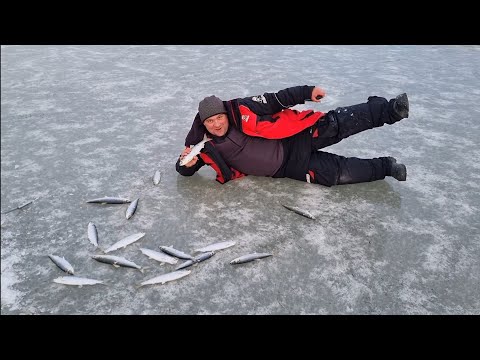 Видео: Как я хотел наваги, а поймал селёдку.Чем ловят селёдку на Тавричанке.