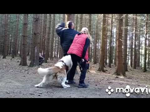 Видео: Московская стороживая, Азиатская овчарка, кавказкаяовчарка, "Арес" школа охранных собак. В Чехии.