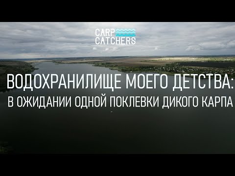 Видео: Трофейная рыбалка на карпа на диком водоеме