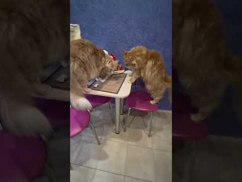 Видео: Корм Grandorf кошки