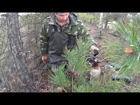 Видео: Глухой лось и "рисовые" селезни. Закрытие весеннего сезона 2021 с Батей. Беларусь. МР-155, ИЖ-27-16к