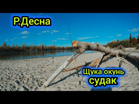 Видео: Ловля щуки, окуня, судака на Десні.