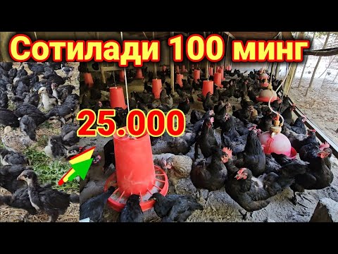 Видео: Тухумлайдиган кора товуклар сотилади