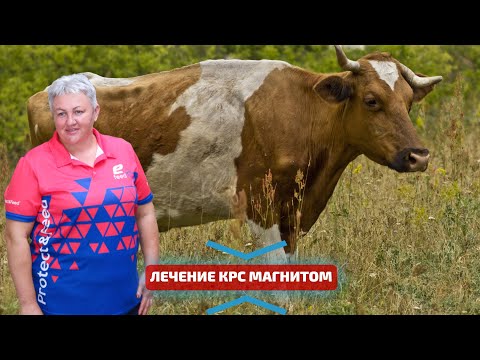 Видео: Как лечить травматический ретикулит у коров? Магнит и зонд для лечения и профилактики болезней у КРС