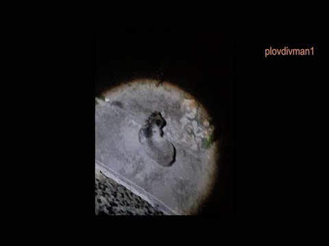 Видео: Мечки по улиците! Слязоха в населени места в Доспатско!