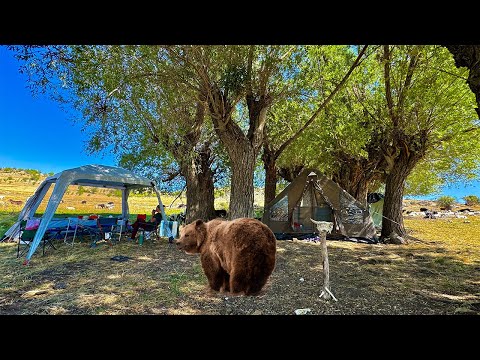 Видео: РАЗБИЛИ ЛАГЕРЬ НА МЕДВЕЖЬЕЙ РАВНИНЕ | КЕМПИНГ С КИНОТЕАТРОМ ПОД ОТКРЫТЫМ НЕБОМ