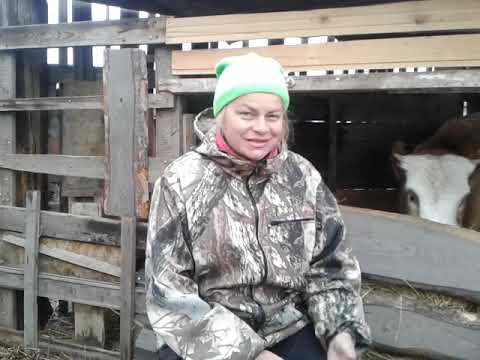 Видео: Почему важен выбор козла на ферме?🐐