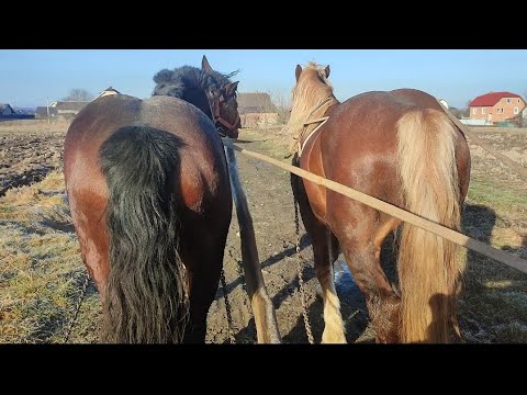 Видео: 💪🏻ВЕЛИКИЙ ВИБІР КОНЕЙ НА ПРОДАЖУ 🔥🔥🔥/с.Іваниківка✊🏻