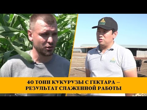 Видео: 40 тонн кукурузы с гектара – результат слаженной работы
