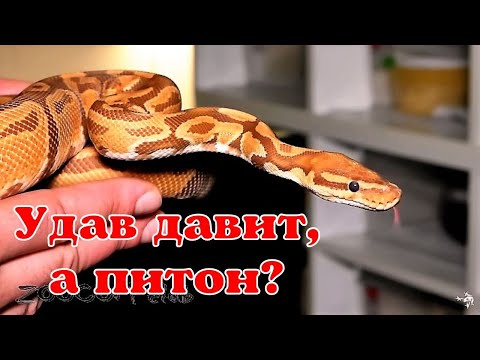 Видео: Королевский питон. Было и стало. Python regius.