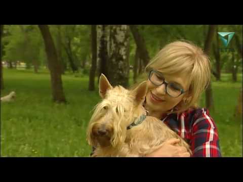 Видео: Скотч-терьер: все о породе