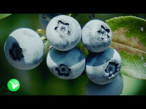 Видео: Голубика - эликсир здоровья, но может навредить. Польза и вред голубики для человека!