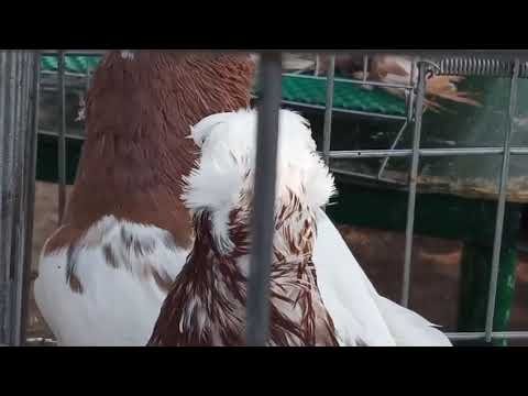 Видео: В таразе 03  08 2025 году выставка голубей 