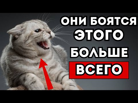 Видео: Чего боятся кошки больше всего? 9 основных страхов, которые могут разрушить их спокойствие