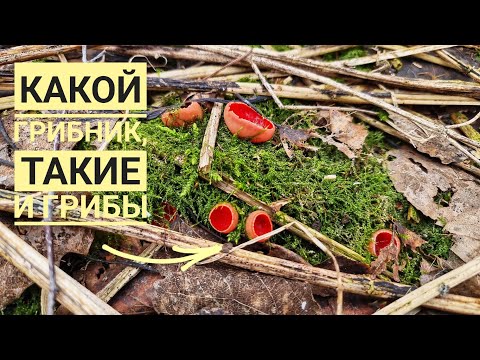 Видео: Грибо-некро-копро тур по апрельскому лесу. Собираю подснежники: грибы-отморозовики, лесные зверушки