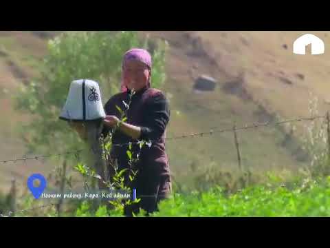 Видео: Ноокат району / Кара - Кой айылы