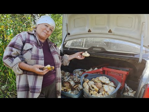 Видео: Лес усыпан грибами 🍄🍄🍄// настоящий Белый гриб //