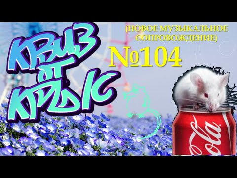 Видео: КВИЗ от КРЫС эпизод 104 (новое музыкальное сопровождение)