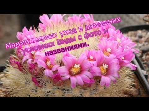 Видео: Маммиллярия  уход в домашних условиях,виды с фото и названиями