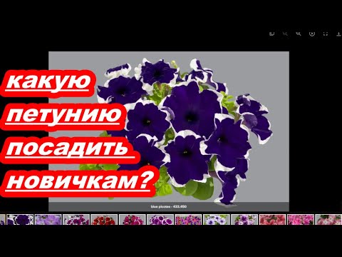 Видео: КАКУЮ ПЕТУНИЮ ПОСАДИТЬ НОВИЧКАМ?