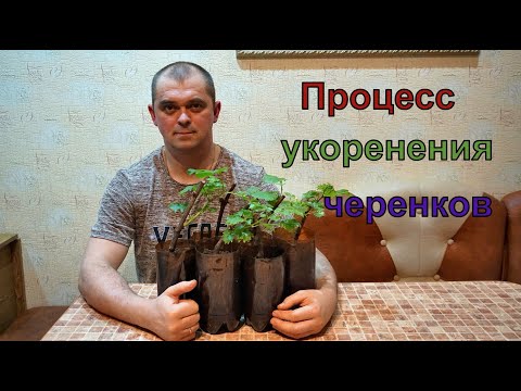 Видео: Виноград .Открытие сезона  2020г.  Укоренения черенков .