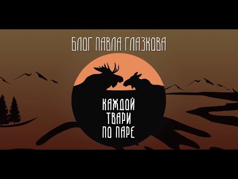 Видео: БЕЛЫЙ АИСТ. Автор и ведущий видеоблога КАЖДОЙ ТВАРИ ПО ПАРЕ Павел Глазков
