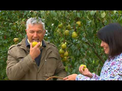 Видео: Груша Вродлива, Завея, Ясачка, Просто Мария