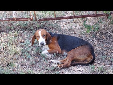 Видео: Спасяването на Рина