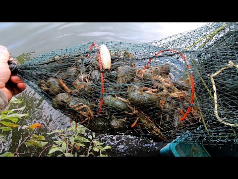 Видео: Как ЛОВИТЬ РАКОВ на Раколовки "ГАРМОШКИ" в Сентябре! #РакиFISHINGPRO