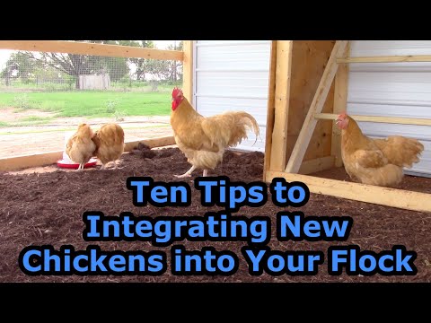 Видео: Десять советов по интеграции новых кур в ваше стадо!