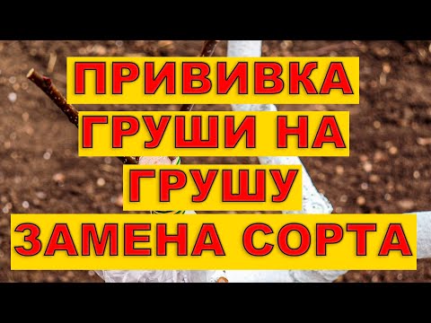 Видео: #сад #прививка ПРИВИВКА ГРУШИ НА ГРУШУ. ЗАМЕНА СОРТА