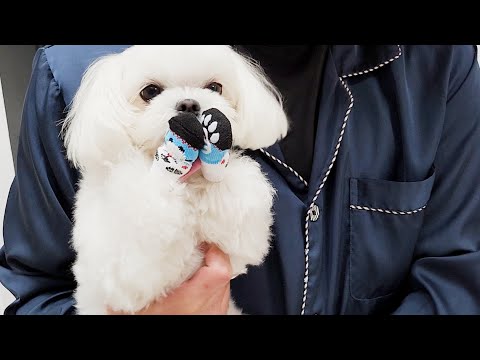 Видео: Щенок, который молится, когда надевает носки?