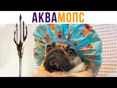 Видео: АкваМОПС))) Приколы с собаками | Мемозг 630