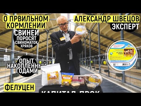 Видео: Кормление свиней от А до Я. Программа ФЕЛУЦЕН.